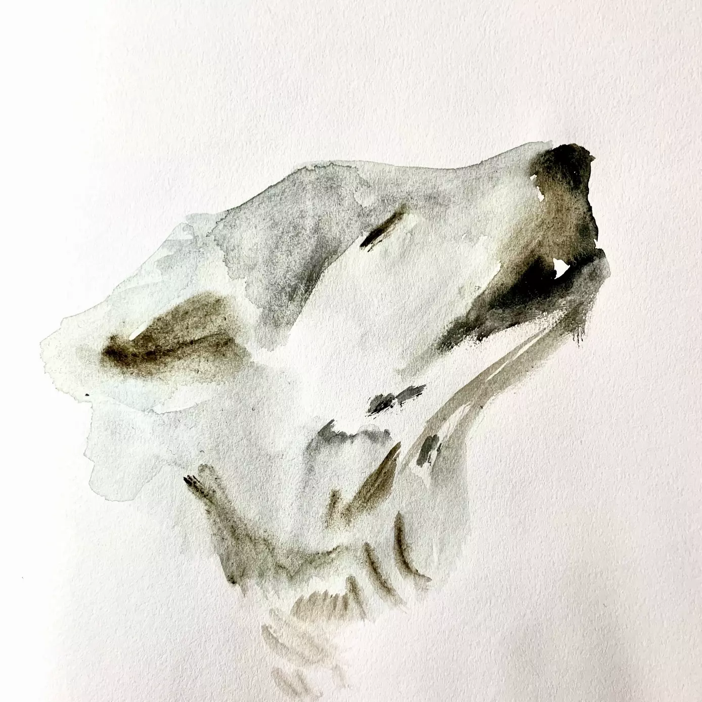 a watercolour illustration of a wolf howling 